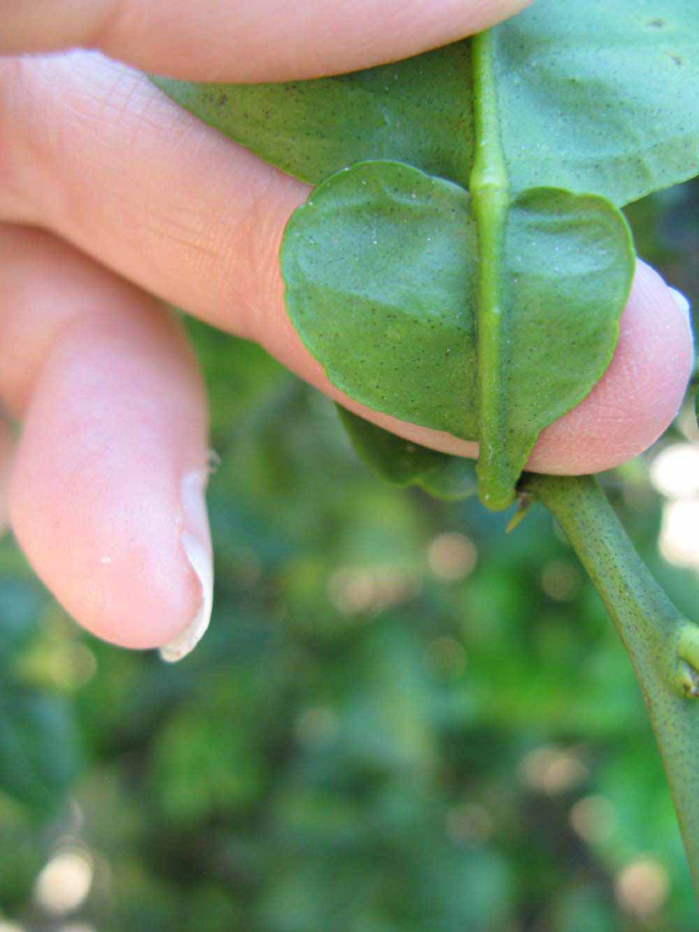              Petiole (Winter Haven, FL)       